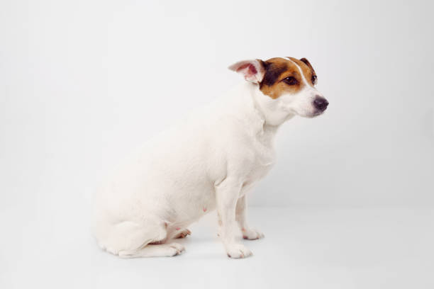 istock Jack Russell Terrier dog on a white background. Pet training. overweight pet. 1310227237