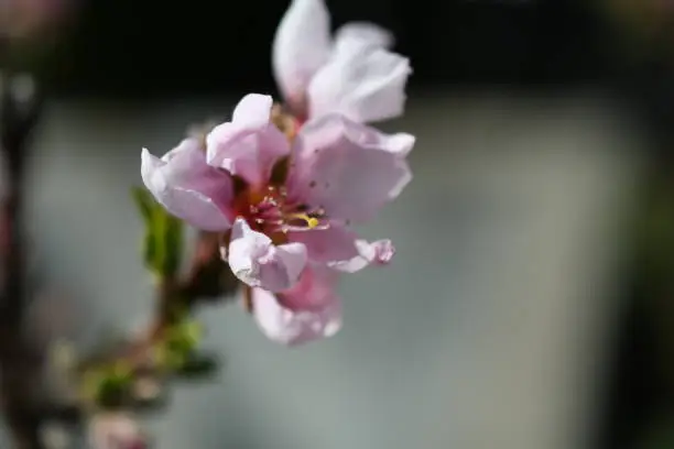 Macro of peach blossom