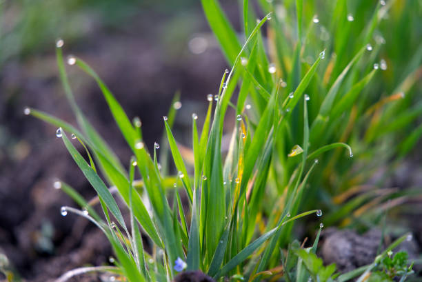 istock Growing plants on agriculture field at sunrise with raindrops. 1310228748