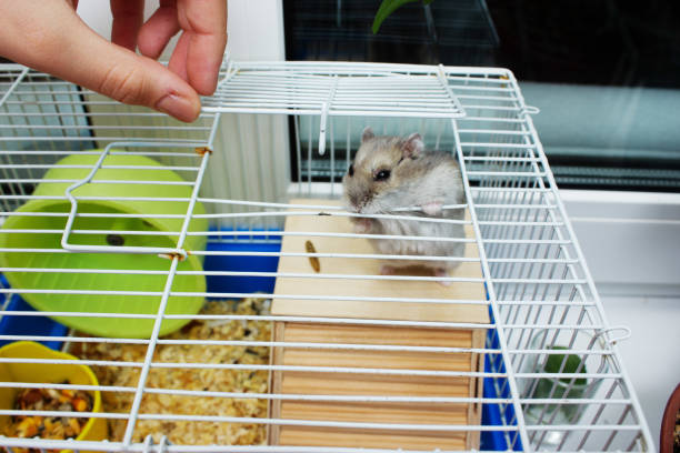 istock Jungar hamster in a cage.pet hamster care 1310230809