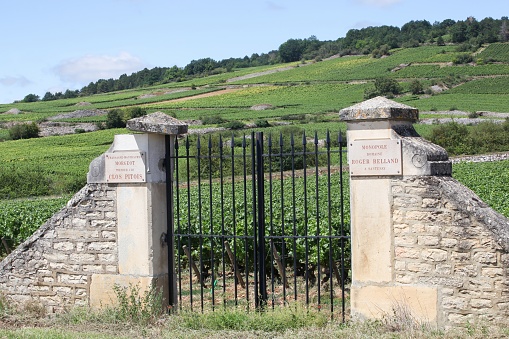 Chassagne-Montrachet, France - July 5, 2020: Domaine Roger Belland vineyard. Domaine Roger Belland is a Grand Cru montrachet for white wine from chardonnay in the Cote de Beaune subregion of Burgundy