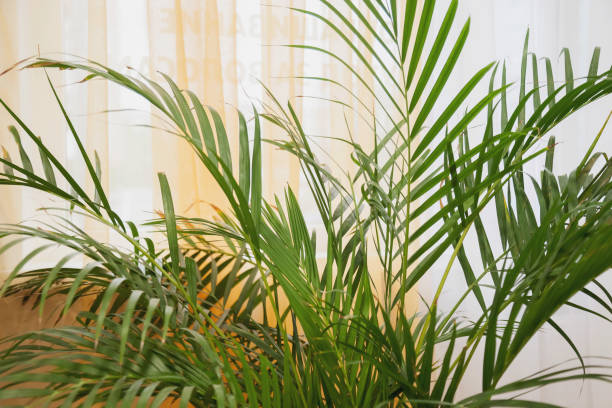 istock Green leaf palm potted plants in stylish room interior 1310231795