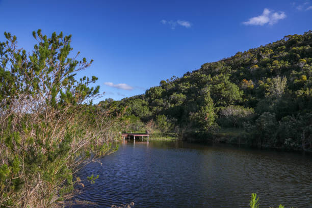 a Small wooden deck overlooking a lily pond.