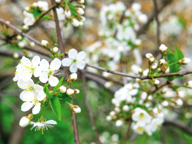 istock The spring background of the apple tree blossom. Selective focus. 1310231956