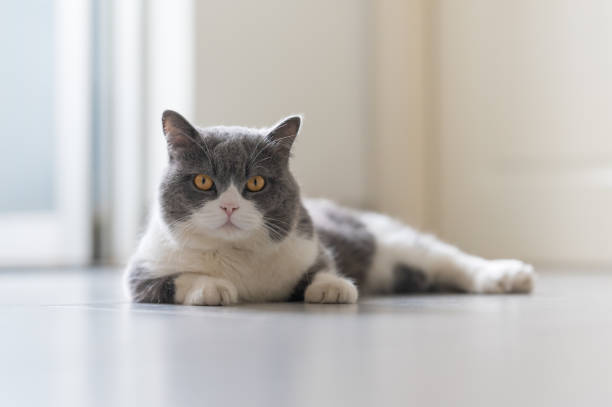 Cute British Shorthair, indoor shot
