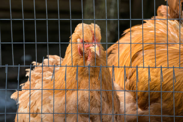istock Red Cochin Chickens on a poultry farm 1310232737
