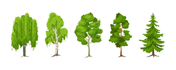漫画の夏の木セット。アスペン、シラカバ、カエデ、松、柳、葉のトウヒ木の植物。庭の森の森の風景漫画の分離のための緑の大きな植栽の木 - maple leaf green outdoors点のイラスト素材／クリップアート素材／マンガ素材／アイコン素材