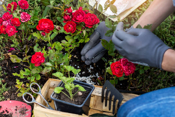 Woman hand in protective gloves is fertilizing bushes of roses in the rockery, worker cares about flowers in the flower garden stock photo