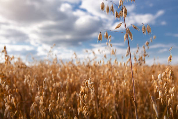 istock Oat cereal fields with blue sky on a sunny summer day before harvest. 1310235503
