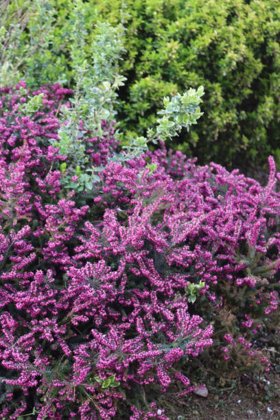 istock Evergreen Heather bush in bloom on springtime 1310235599