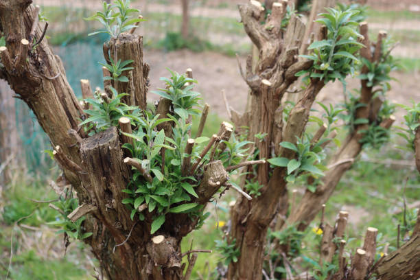 Pruned branches of  Buddleja or Butterfly bush