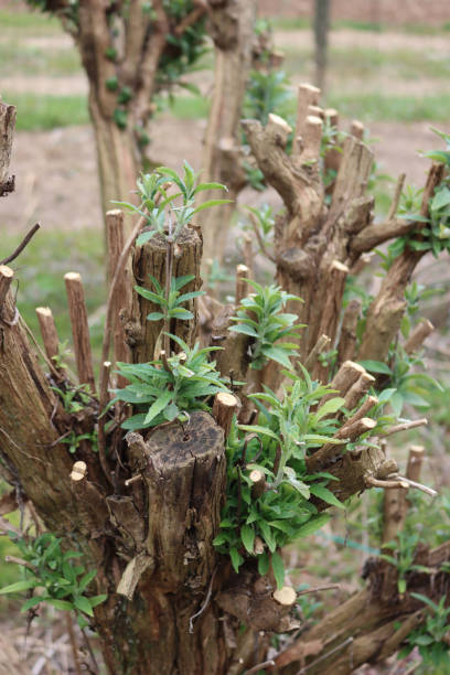 istock Pruned branches of  Buddleja or Butterfly bush 1310235603