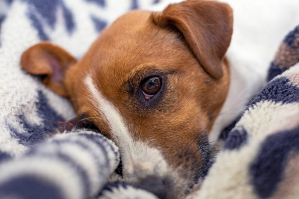 istock Jack Russell Terrier face on a leopard blanket, horizontal