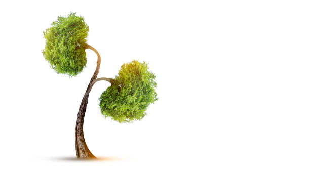 istock Trees (kidneys), 3D environmental and medical concepts 1310242709