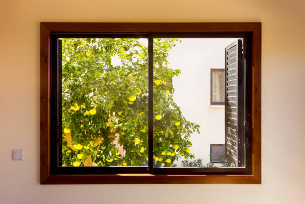 Beige wall with window indoors. Grapefruit tree growing outside the window.