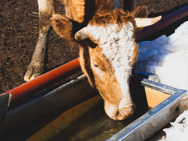 a brown calf drinks from the water trough