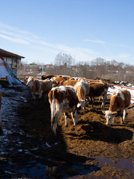 istock a herd of cows in a paddock on a spring day on a farm 1310242939