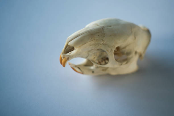 Animal Skeleton Anatomy