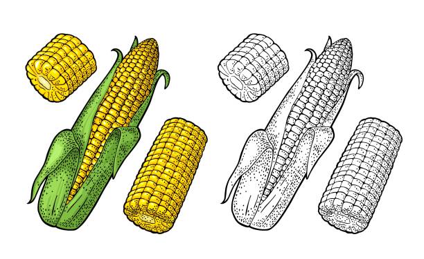 ilustraciones, imágenes clip art, dibujos animados e iconos de stock de mazorca de maíz madura con y sin hojas. grabado vintage de color vectorial - corn corn crop corn on the cob food