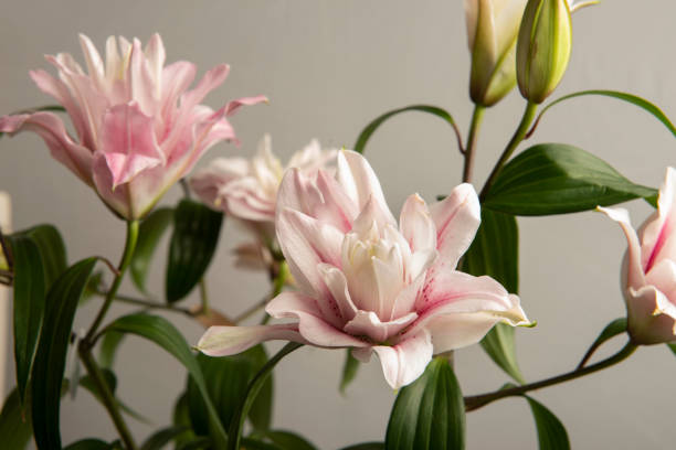 Lilium flowers opening in spring Bouquet of Lilium Flowers opening in spring in a vase surrounded by buds still. white stargazer stock pictures, royalty-free photos & images