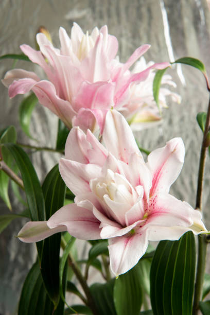 Lilium flowers opening in spring Bouquet of Lilium Flowers opening in spring in a vase surrounded by buds still. white stargazer stock pictures, royalty-free photos & images