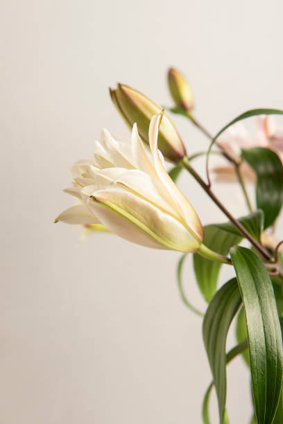 Lilium flowers opening in spring Bouquet of Lilium Flowers opening in spring in a vase surrounded by buds still. white stargazer stock pictures, royalty-free photos & images