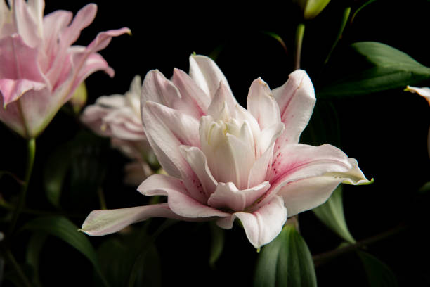 Lilium flowers opening in spring Bouquet of Lilium Flowers opening in spring in a vase surrounded by buds still. white stargazer stock pictures, royalty-free photos & images