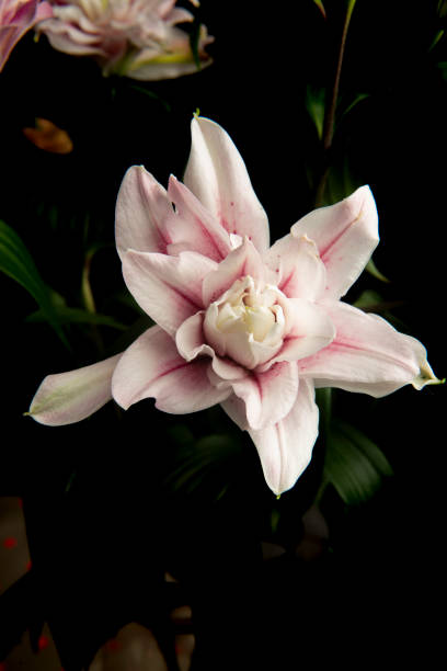 Lilium flowers opening in spring Bouquet of Lilium Flowers opening in spring in a vase surrounded by buds still. white stargazer stock pictures, royalty-free photos & images