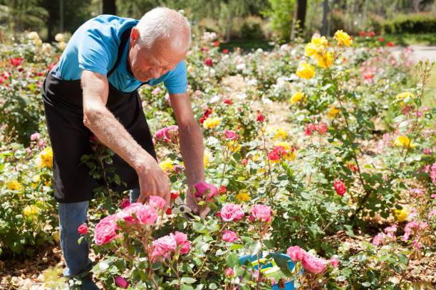 istock Man cutting back shoots of rose bushes 1310246653