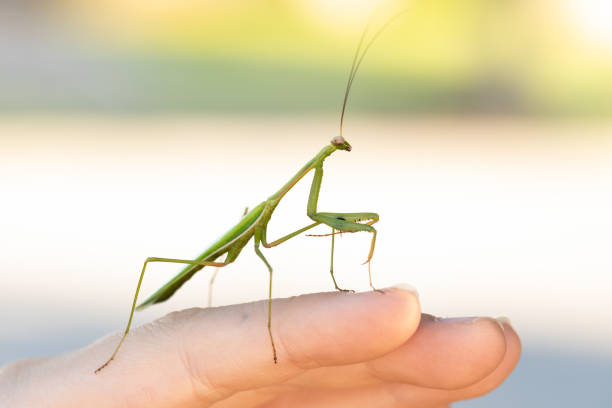 istock Green Praying Mantis Sitting on a hand 1310246747