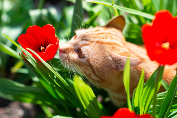 Funny curious red-haired tabby cat walking in the spring garden sniffs red tulips. Adorable domestic animal. Cute pet outdoor among blooming flowers. The kitten is five months old. Male.