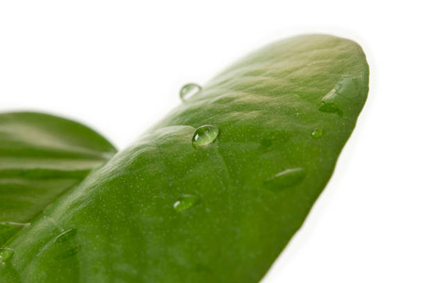 green leaf with water droplet
