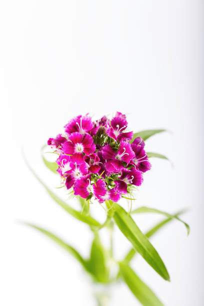Pink sweet william flower isolated on a white background.