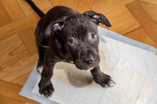 Little puppy on a diaper American Pit Bull Terrier puppy on an absorbent diaper. Toilet training american pit bull terrier stock pictures, royalty-free photos & images