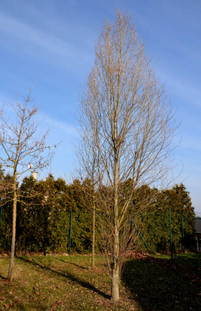создает тонкое дерево с ветвями, выступающими почти вертикально. листья ромбовидные. осенью они желтеют. красные женские кошки цветут в апр - poplar tree tree black poplar silhouette стоковые фото и изображения