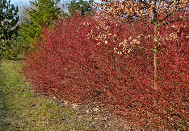 istock A medium sized deciduous shrub with probably the most intensely red-colored winter stems of all Cornus. bare branches in a dense bush without leaves 1310252498