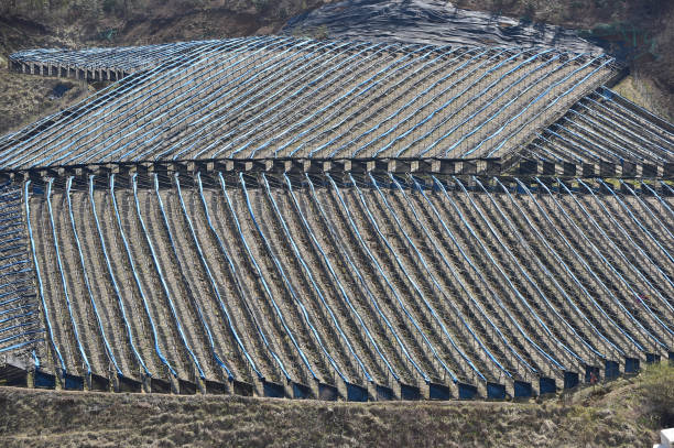 snow and ice in the vineyard of Friuli, Italy