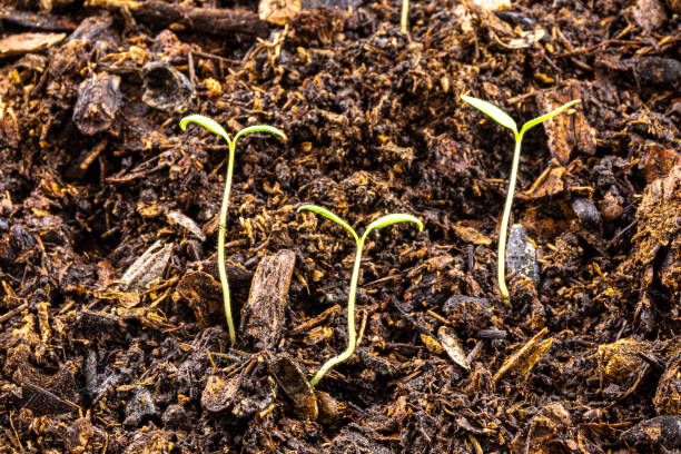 young tomato seedlings at the stage of cotyledonous leaves growing in a tray with potting soil young tomato seedlings at the stage of cotyledon leaves growing in a tray with potting soil, just emerged from the ground autotroph stock pictures, royalty-free photos & images