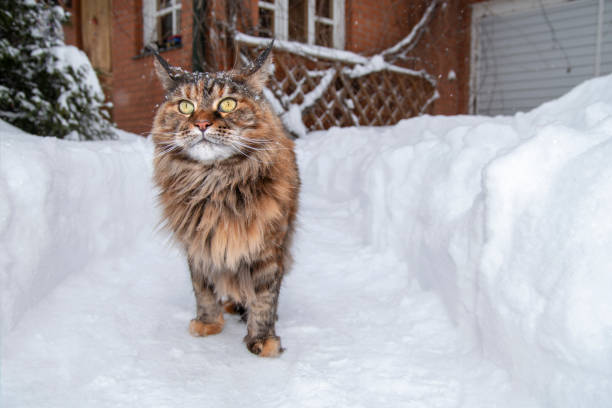 istock Maine coon cat walks along the snow path 1310254096