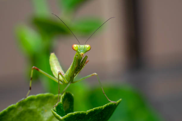 istock Green colored Praying mantis on the edge of plant leaf and looking front. Used selective focus. 1310254956