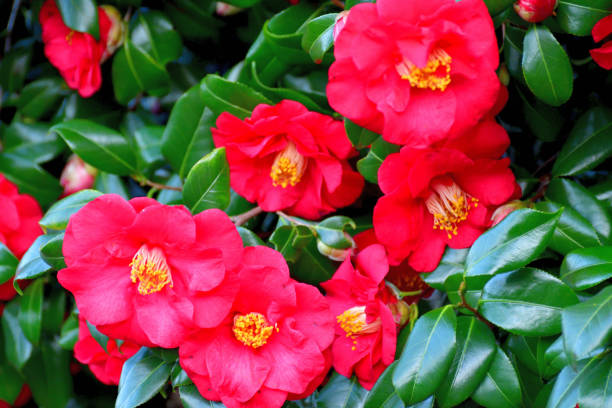 椿ジャポニカ/日本の椿花:赤、ピンク、白の色