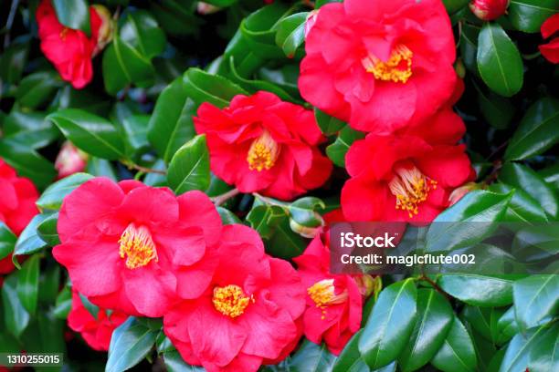Camellia Japonica Japanese Camellia Flower Red Pink And White Colors Stock Photo - Download Image Now
