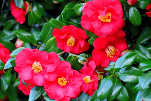 Photo of Camellia japonica / Japanese camellia Flower: Red, Pink and White Colors