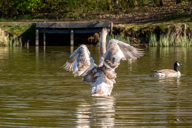 istock Juvenile mute swan and Canada Geese preening feathers 1310256293