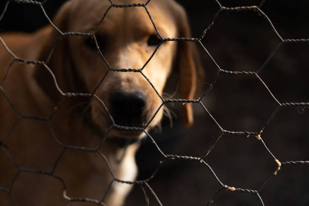istock Brown dog looking at the camera through the bars 1310257747