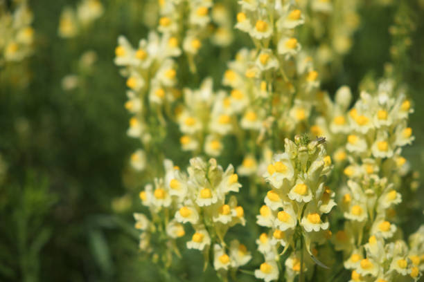 Flaxseed or wild snapdragon (Linaria vulgaris) is a medicinal herb. Wildflowers inflorescence.