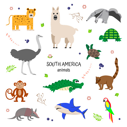 Animals Of South America Educational Poster For Children Jaguar Llama  Ostrich Anteater Shark Monkey Turtle Parrot Education Kids Study Poster  Stock Illustration - Download Image Now - iStock