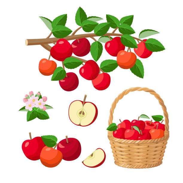 apfelernte, rote äpfel im korb, auf ast, halbierter apfel, rote saftige früchte - vektor-illustration isoliert auf weißem hintergrund. - apfel stock-grafiken, -clipart, -cartoons und -symbole