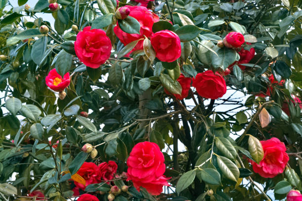 istock Big pink camellia flowers on a tree 1310260995