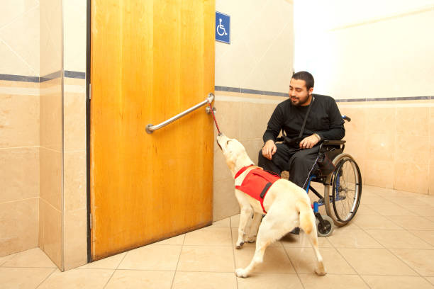 Man in wheelchair with the assistance of a trained dog Man in wheelchair with the assistance of a trained dog at the bathroom of a supermarket service dog stock pictures, royalty-free photos & images